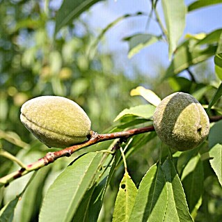 Säulenmandel (Prunus dulcis, Erntezeit: September)