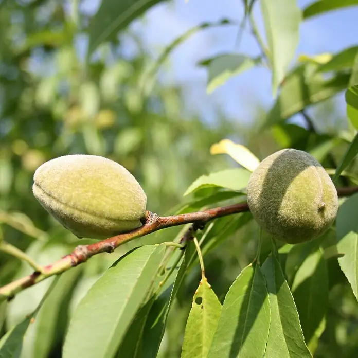 Säulenmandel - Prunus dulcis, Erntezeit: September - Nahaufnahme von zwei grünen, jungen Mandeln, die an einem Ast mit grünen Blättern wachsen, aufgenommen bei Tageslicht.