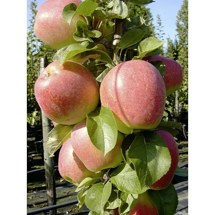 Apfelbaum Starline Golden Gate - Malus domestica, Erntezeit: September - Apfelernte: Eine Nahaufnahme von saftigen, roten Äpfeln, die dicht an einem Baum hängen, umgeben von grünen Blättern.