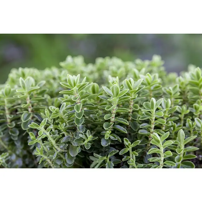 Piardino Strauchveronika - Hebe 'Green Globe', Topfgröße: 12 cm, Blau/Violett - Nahaufnahme einer Sedum cauticola 'Lidakense' Pflanze mit grünen, fleischigen Blättern und einem unscharfen, grünen Hintergrund.