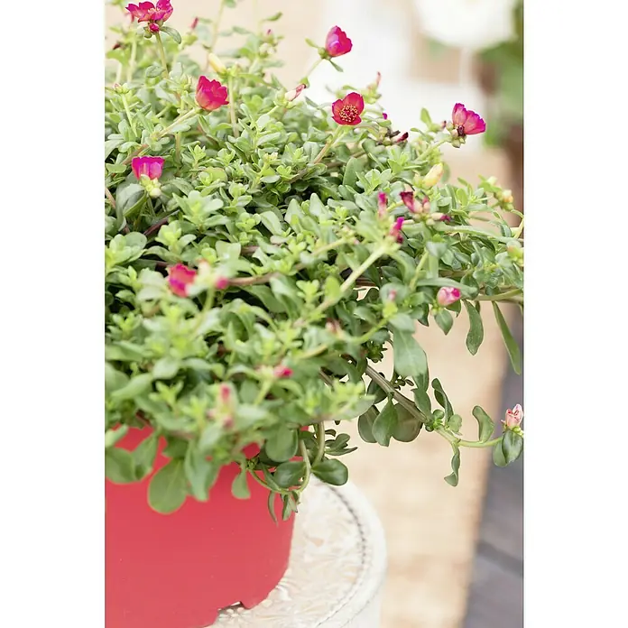 Piardino Portulak hängend - Portulaca umbraticola, 13 cm, verschiedene Farben - Nahaufnahme von Portulakröschen in einem roten Topf, die mit ihren rosafarbenen Blüten und grünen Blättern eine lebendige Szene schafft.