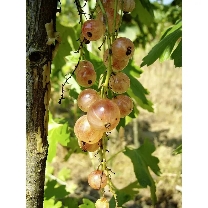 Rote Johannisbeere Rosetta - Ribes rubrum Rosetta, Erntezeit: Juli - Nahaufnahme von weißen Johannisbeeren, die an einem Strauch hängen und eine delikate und erfrischende Ernte versprechen.