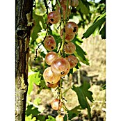 Rote Johannisbeere Rosetta (Ribes rubrum Rosetta, Topfgröße: 3 l, Erntezeit: Juli)