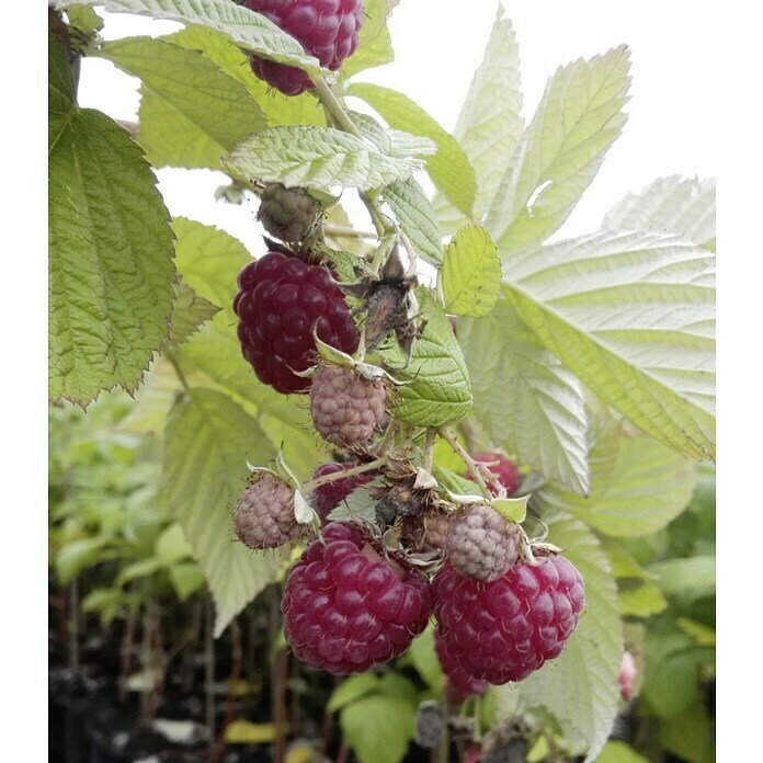 Himbeere TulaMagic (Rubus idaeus TulaMagic, Topfgröße: 3 l, Erntezeit: Juni - Juli)