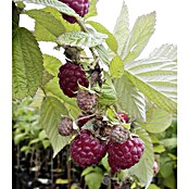 Himbeere TulaMagic (Rubus idaeus TulaMagic, Topfgröße: 3 l, Erntezeit: Juni - Juli)