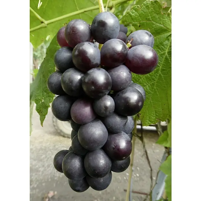 Weinrebe Muscat Bleu - Vitis Muscat Bleu, Erntezeit: August - Eine Nahaufnahme von einer reifen, dunklen Traube mit Blättern, die frisch und saftig aussieht. Ideal für gesunde Snacks oder Weinbereitung.