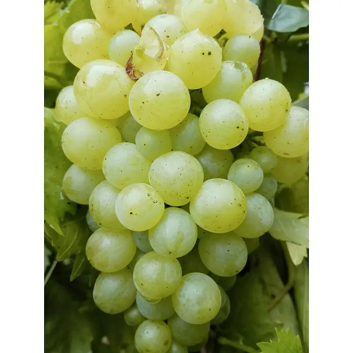 Weinrebe Sortenmischung Arkadia / Kodrianka - Vitis Arkadia, Vitis Kodrianka, Erntezeit: September - Nahaufnahme einer Traube hellgrüner Weintrauben, die frisch und saftig zum Verzehr einladen. Perfekt als gesunder Snack.