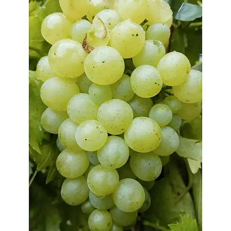 Weinrebe Arkadia