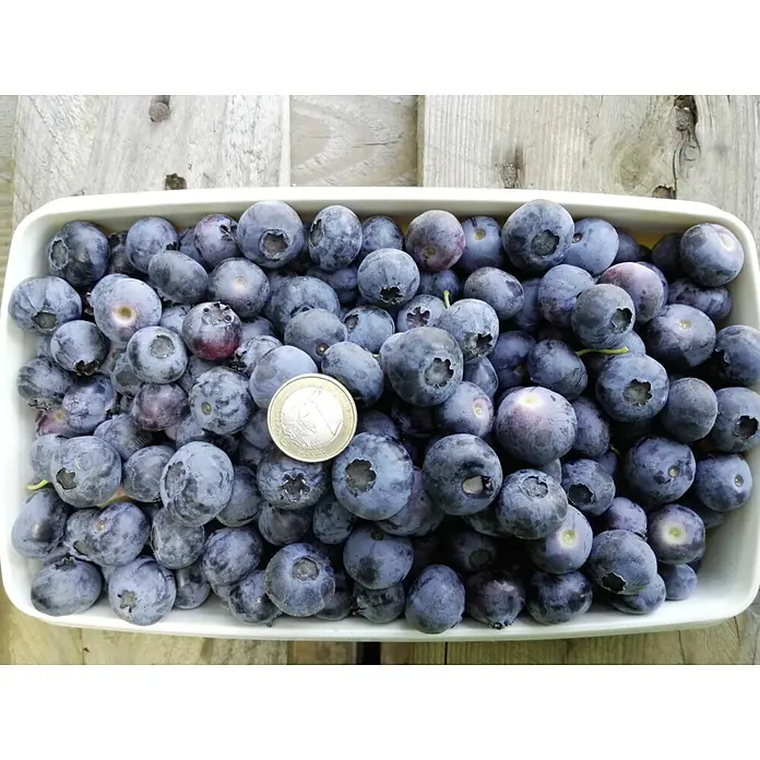 Heidelbeere Sortenmischung Bluecrop / Goldtraube - Vaccinium corymbosum, Erntezeit: Juli - Frische, pralle Blaubeeren in einer Schale, daneben eine Ein-Euro-Münze als Größenvergleich. Die Beeren sind blau bereift und appetitlich.