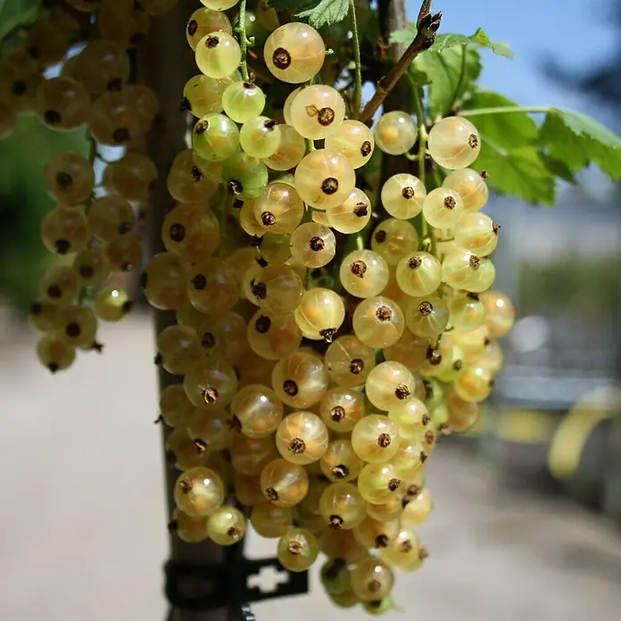 Johannisbeere Sortenmischung Titania/Jonkheer van Tets/Weißer Versailler - Ribes nigrum, Ribes rubrum, Erntezeit: Juni - Nahaufnahme von weißen Johannisbeeren, die an einem Strauch hängen, mit einem Bokeh-Hintergrund.