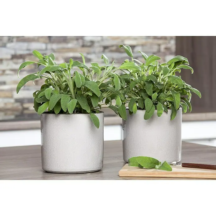 Piardino Echter Salbei BioSalvia officinalis, Topfgröße: 12 cm - Zwei Salbeipflanzen in Töpfen auf einem Tisch.