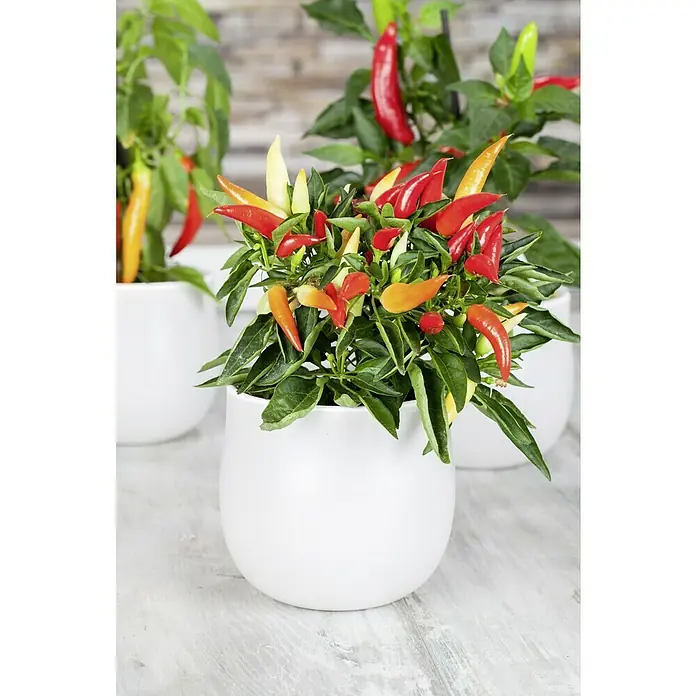 Blu Bio Paprika Naschzipfel - Capsicum anuum, 12 cm, Erntezeit: Juli - Drei Zierpfefferpflanzen in weißen Töpfen mit roten, gelben und orangen Früchten auf einem hellen Holztisch, die eine herbstliche Atmosphäre erzeugen.