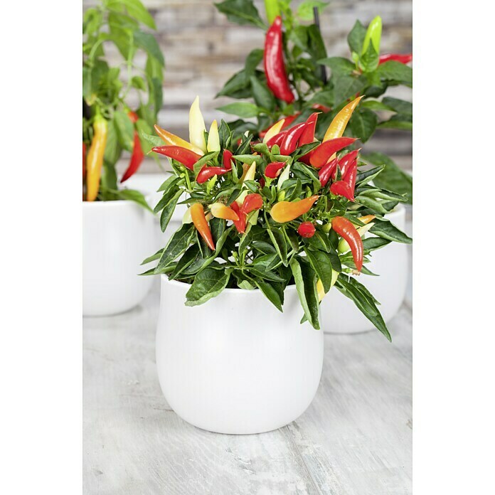 Blu Bio Paprika NaschzipfelCapsicum anuum, 12 cm Unknown