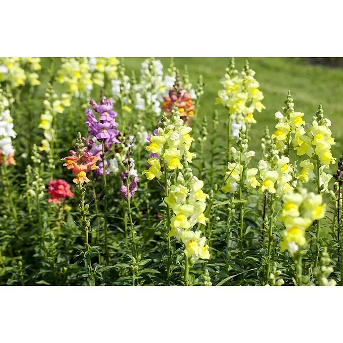 Piardino Garten-Löwenmaul - Antirrhinum majus, Topfgröße: 13 cm, Sortenabhängig - Nahaufnahme von gelben, violetten, orangefarbenen und weißen Löwenmäulchenblüten in einem Garten.