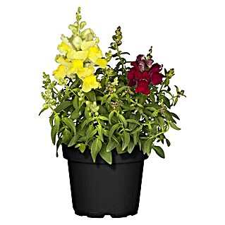 Piardino Garten-Löwenmaul Trio (Antirrhinum majus, Topfgröße: 13 cm, Sortenabhängig)
