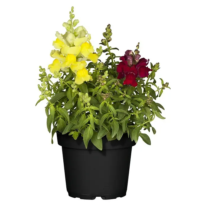 Piardino Garten-Löwenmaul Trio - Antirrhinum majus, Topfgröße: 13 cm, Sortenabhängig - Topf mit gelben und roten Löwenmäulchen in voller Blüte, üppiges Grün. Ideal für Balkon oder Garten, bringt Farbe ins Freie.