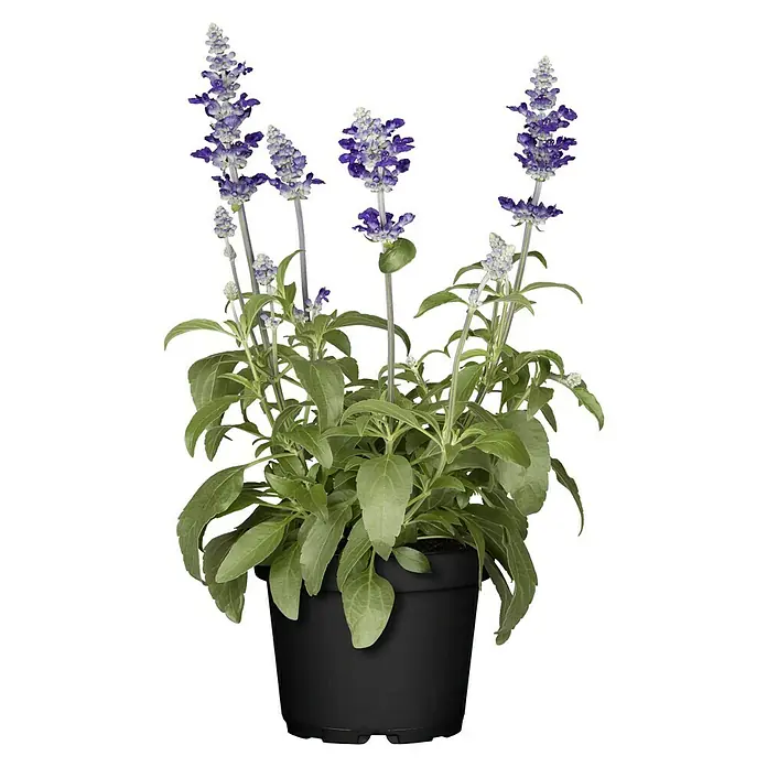 Piardino Mehliger Salbei - Salvia farinacea, Topfgröße: 12 cm, Blau, Violett - Ein Topf Lavendel 'Evolution Violett', der mit seinen violetten Blüten einen Hauch von Farbe in jeden Raum bringt. Ideal für Fensterbänke und kleine Gärten.
