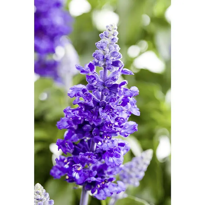 Piardino Mehliger Salbei - Salvia farinacea, Topfgröße: 12 cm, Blau, Violett - Nahaufnahme einer blau blühenden Salvia Pflanze mit Bokeh Hintergrund.