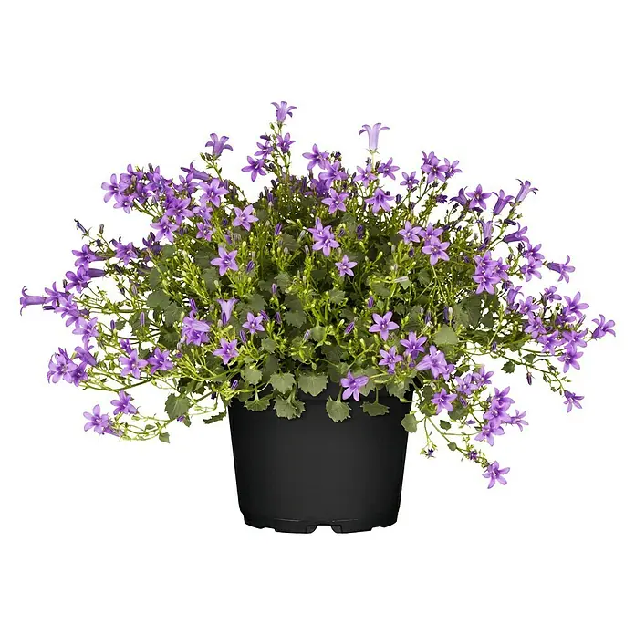 Piardino Polsterglockenblume