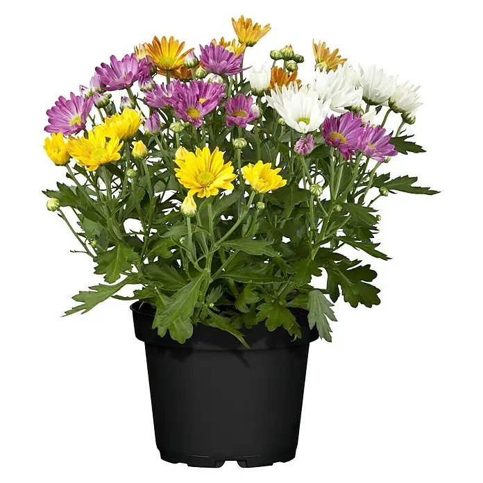 Piardino Herbst-Chrysantheme - Chrysanthemum indicum Rock ´n Roll, Sortenabhängig, 14 cm - Bunte Chrysanthemen in einem schwarzen Topf, eine attraktive Dekoration für jeden Raum. Die Blüten leuchten in verschiedenen Farben.