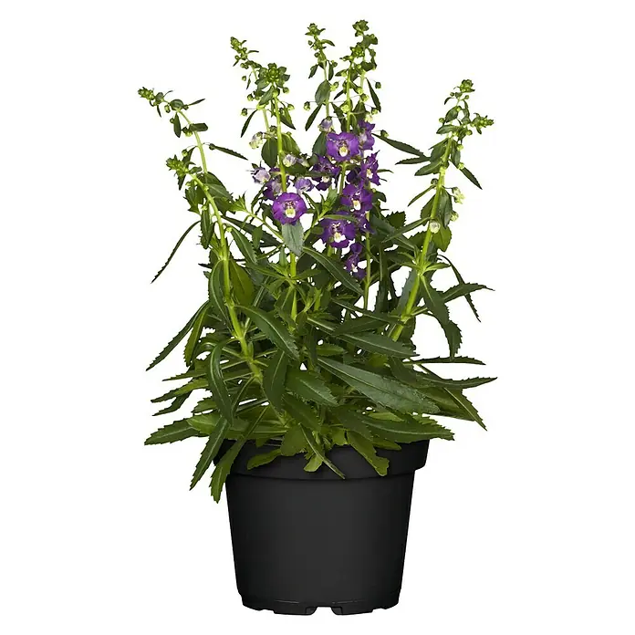 Piardino Angelonie - Angelonia angustifolia, Topfgröße: 13 cm, Violett, Weiß - Ein Topf Angelonia-Pflanze mit grünen Blättern und violetten Blüten, ideal für Garten und Balkon.