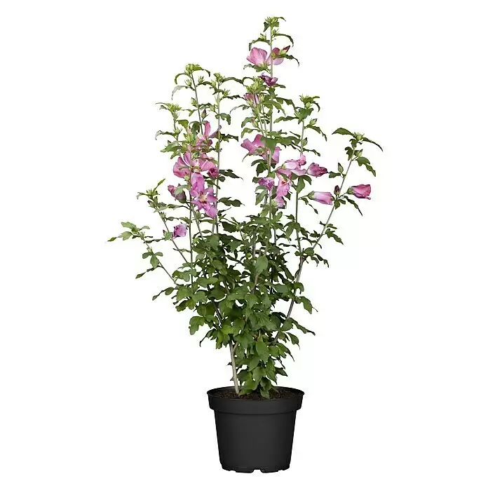 Piardino Garteneibisch - Hibiscus syriacus, Topfgröße: 19 cm, Blütenfarbe: Artenabhängig - Vorderansicht