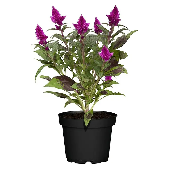 Piardino Silber-Brandschopf - Celosia argentea 'Venezuela', Topfgröße: 12 cm - Zimmerpflanze mit pinkfarbenen Blüten in einem schwarzen Topf, ideal für die Dekoration von Innenräumen.
