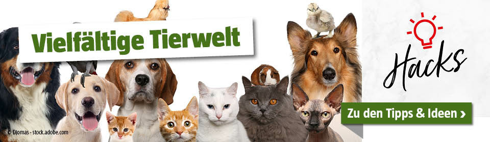 Verschiedene Tiere wie Katzen, Hunde, Papagei, Hamster und Co.