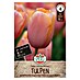 Sperli Bloembollen Enkele late tulp Menton 