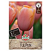Sperli Bloembollen Enkele late tulp Menton (Tulipa x Hybrida, Roze, 5 st.) | BAUHAUS
