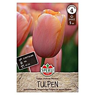 Sperli Bloembollen Enkele late tulp Menton (Tulipa x Hybrida, Roze, 5 st.)