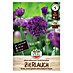 Sperli Bloembollen Sierui Purple Sensation 