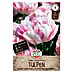 Sperli Bloembollen Gevulde Late Tulp Finola 