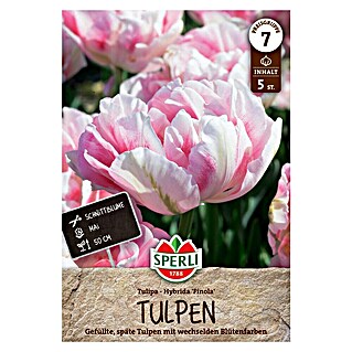 Sperli Bloembollen Gevulde Late Tulp Finola (Tulipa x Hybrida, 5 st.)