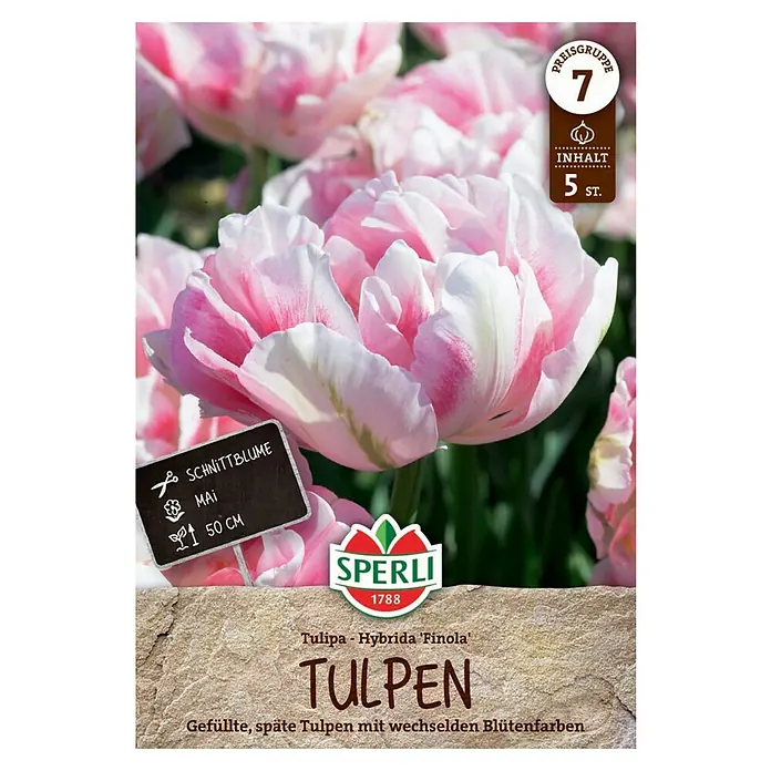 Sperli Blumenzwiebeln Gefüllte Späte Tulpe Finola - Tulipa x Hybrida, 5 Stk. - Produktbild von "Tulpen Hybrida Finola" von Sperli, gefüllte späte Tulpen in wechselnden Blütenfarben, eine Zierde für jeden Garten.
