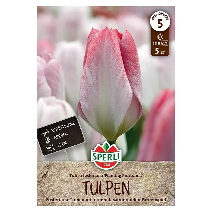 Sperli Blumenzwiebeln Fosteriana-Tulpe Flaming Purissima - Tulipa fosteriana, 5 Stk. - Produktverpackung von 'Flaming Purissima' Tulpen. Die Packung enthält 5 Stück und zeigt eine rote und weiße Tulpenblüte.