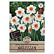 Sperli Bloembollen Kleingekroonde narcis Barrett Browning (Narcissus pseudonarcissus, 5 st.) | BAUHAUS