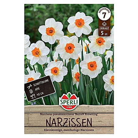 Sperli Blumenzwiebeln Kleinkronige Narzisse Barrett Browning (Narcissus pseudonarcissus, 5 Stk.)
