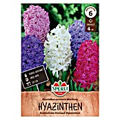 Sperli Bloembollen Hyacintmix (Hyacinthus orientalis, 4 st.) | BAUHAUS