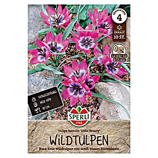 Sperli Bloembollen Wilde Tulp 'Little Beauy' (Tulipa humilis, Donkerroze / Wit-Blauw, 10 st.)