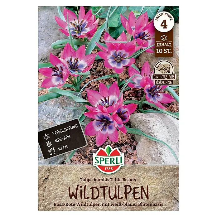 Sperli Blumenzwiebeln Wildtulpe Little Beauy - Tulipa humilis, Rosarot/Weiß-Blau, 10 Stk. - Packung Wildtulpen 'Little Beauty'. Rosa-rote Wildtulpen mit weiß-blauer Blütenbasis, ideal für den Garten. Inhalt: 10 Stück.