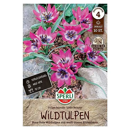 Sperli  Blumenzwiebeln Wildtulpe Little Beauy