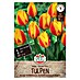 Sperli Bloembollen Enkele Vroege Tulp 'Flair' 