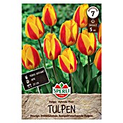 Sperli Bloembollen Enkele Vroege Tulp 'Flair' (Tulipa x Hybrida, 5 st.) | BAUHAUS