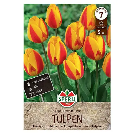 Sperli  Blumenzwiebeln Einfache Frühe Tulpe Flair