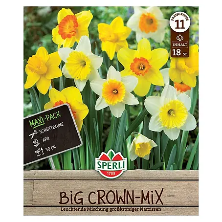 Sperli  Blumenzwiebeln Maxi Narzissen Großkronige Mischung