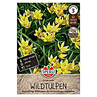 Sperli Bloembollen Wilde tulp T. tarda (Tulipa tarda, 10 st.)