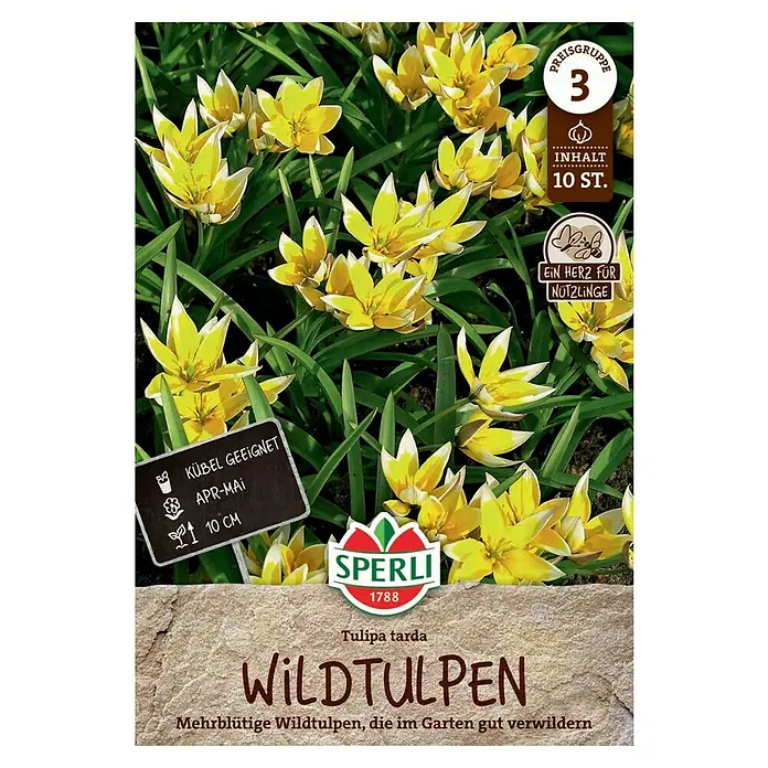 Sperli Blumenzwiebeln Wildtulpe T. tarda - Tulipa tarda, 10 Stk. - Samenpackung Wildtulpen: Mehrblütige Wildtulpen, die im Garten gut verwildern. Inhalt: 10 Stück.