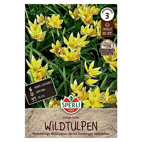 Sperli  Blumenzwiebeln Wildtulpe T. tarda