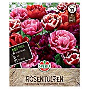 Sperli Bloembollen Maxi Tulpen RoseTulpen-Mix (Tulipa x Hybrida, 10 st.) | BAUHAUS